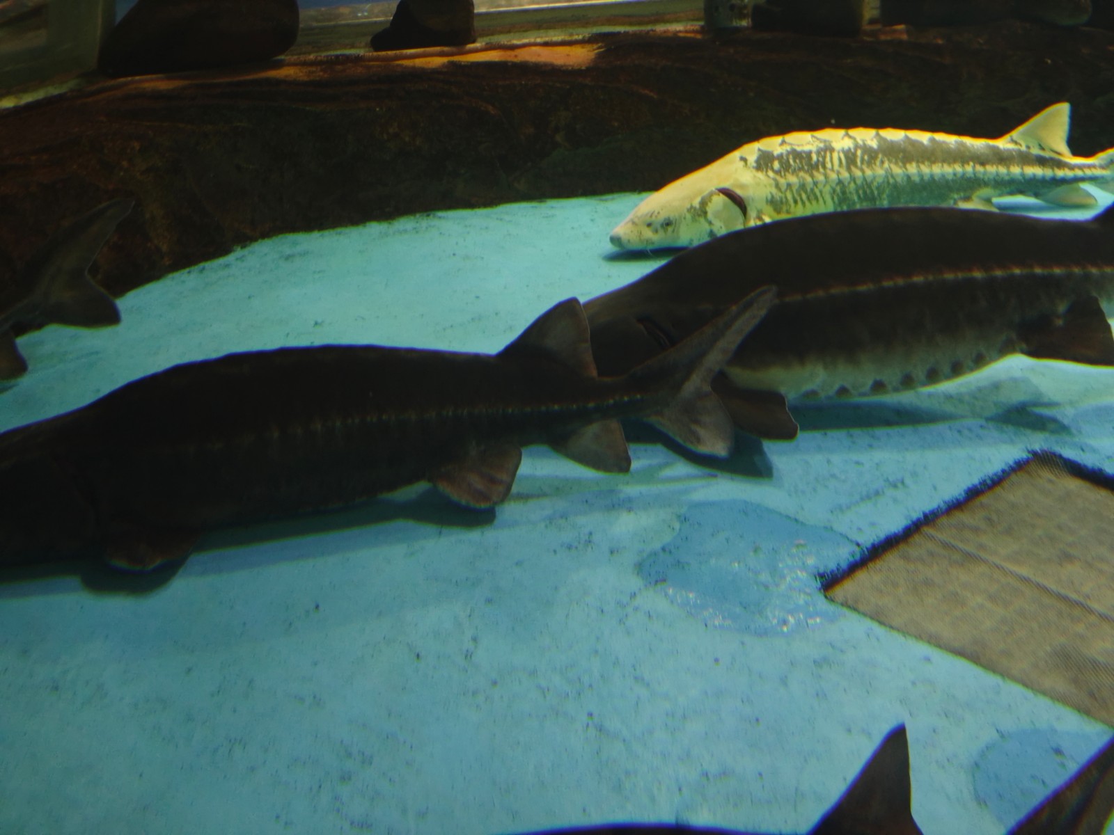 电影院观影场景，情侣并肩坐在影院座位上，屏幕光芒照亮两人的侧脸